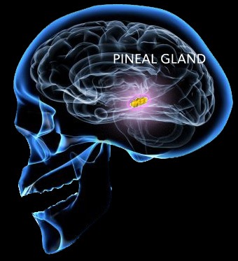 Pineal Gland