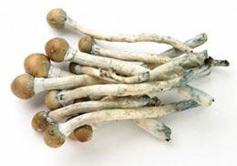 Psilocybin mushrooms