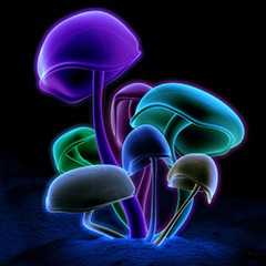 Shrooms for Five: My First Psychedelic Experience