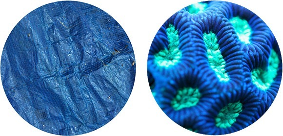 blue tarp coral