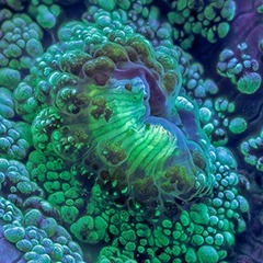 Mind-bending fluorescent coral reef photography