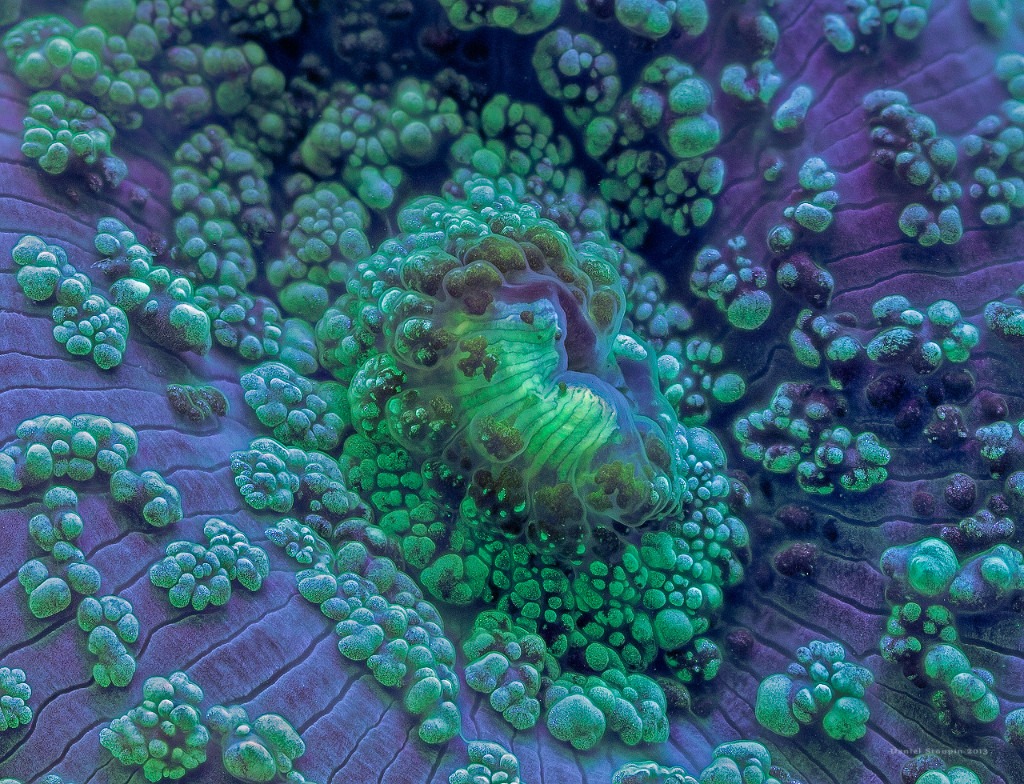 Fluorescent Coral