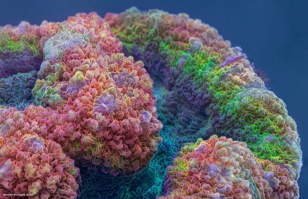 Rainbow Lobophyllia ultra-macro