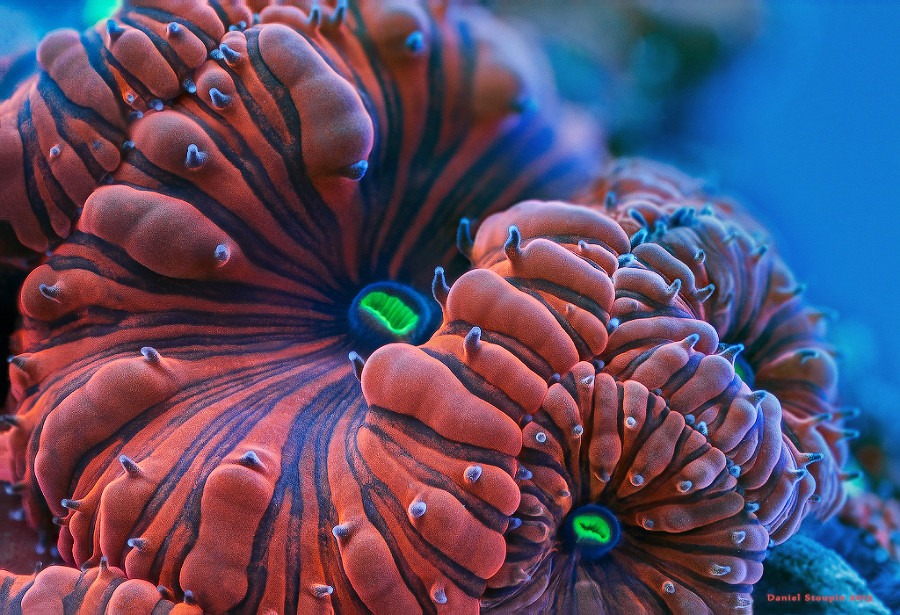 Fluorescent coral under high magnification