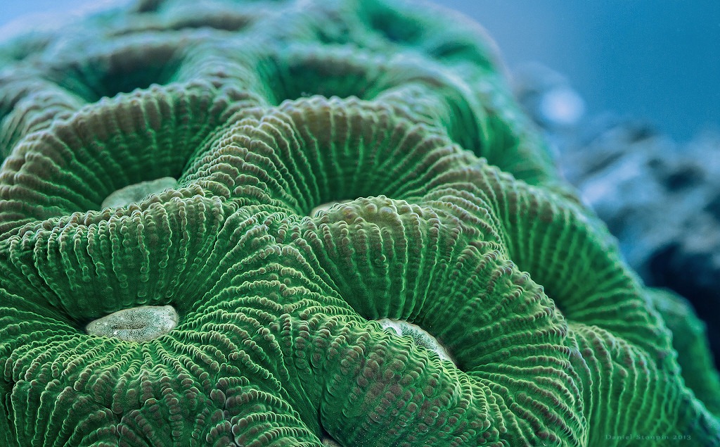 Hard coral (Goniastrea palauensis) macro