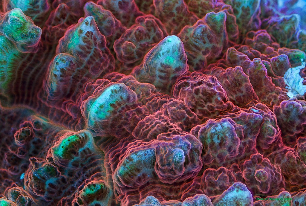 Hard coral ultra macro