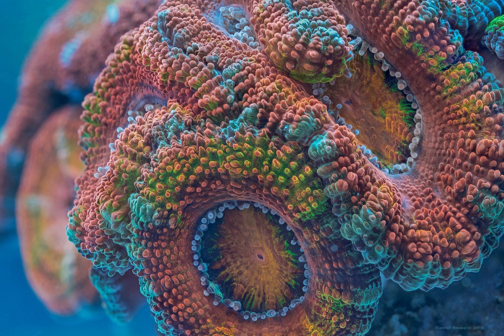 A coral (Acanthastrea) under high magnification. Focus stack. Fluorescent pigments emphasized with full-spectrum lights.