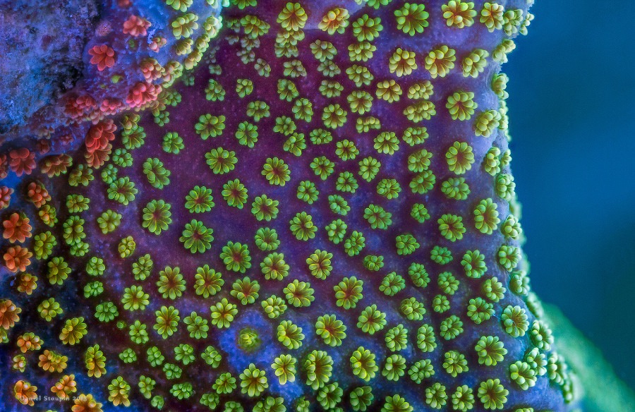 A montipora coral macro shot under full-spectrum light