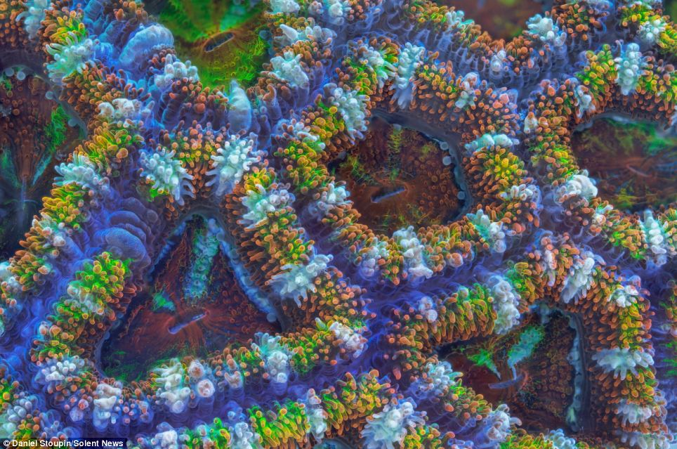 Acan coral
