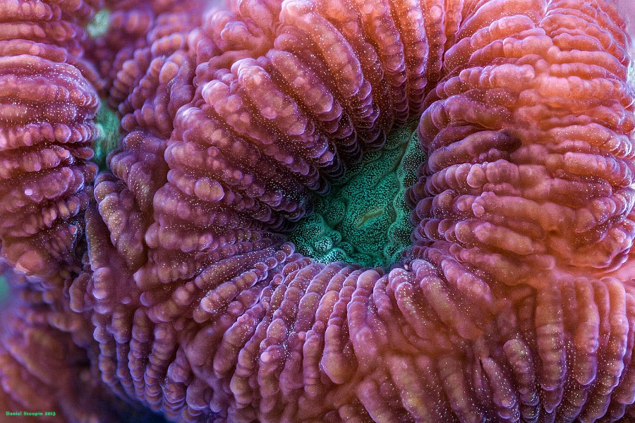 A stacked image of coral surface