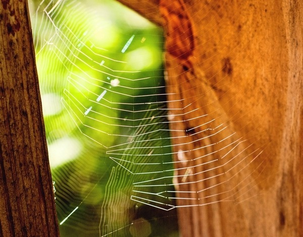 Spiderwebs under the porch railing.