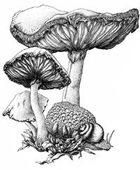 mushroom_ink_small