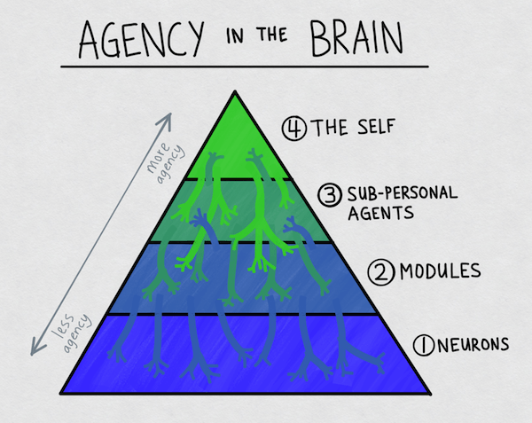 Agency in the Brain