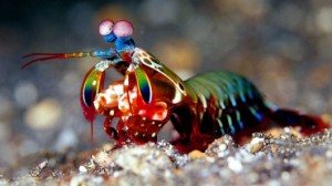 Mantis Shrimp have the most complex eyes in the animal kingdom, among other unusual attributes.