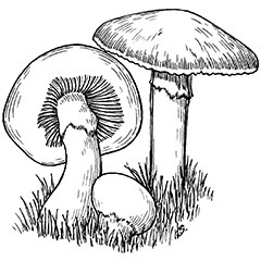 A 1914 Trip Report of Psilocybin Mushrooms from Science Magazine