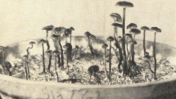 Mushroom cultures in Paris