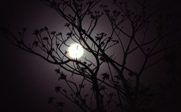 moonlit-shadow-night-trees