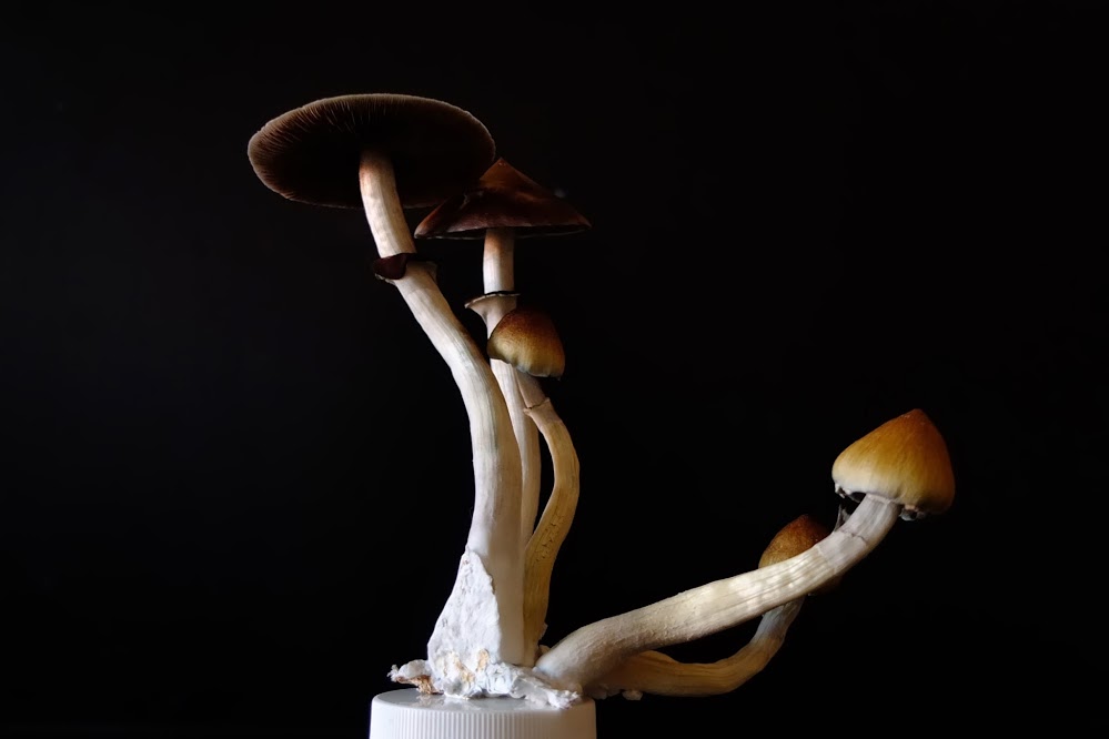 mushrooms alcoholism