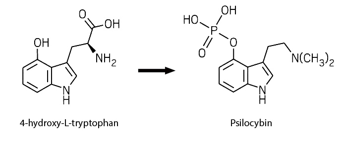 4-htp to psilocybin synthesis