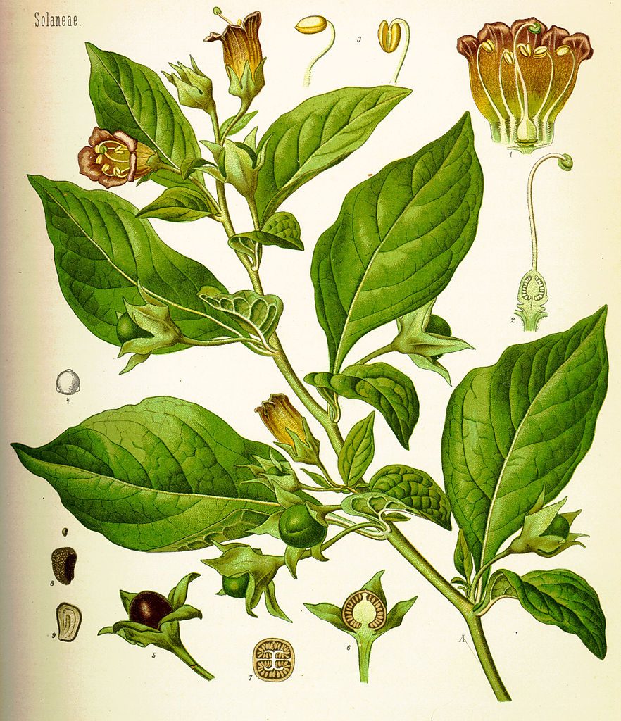 Illustration of Deadly Nightshade, Atropa belladonna, from an 1887 text