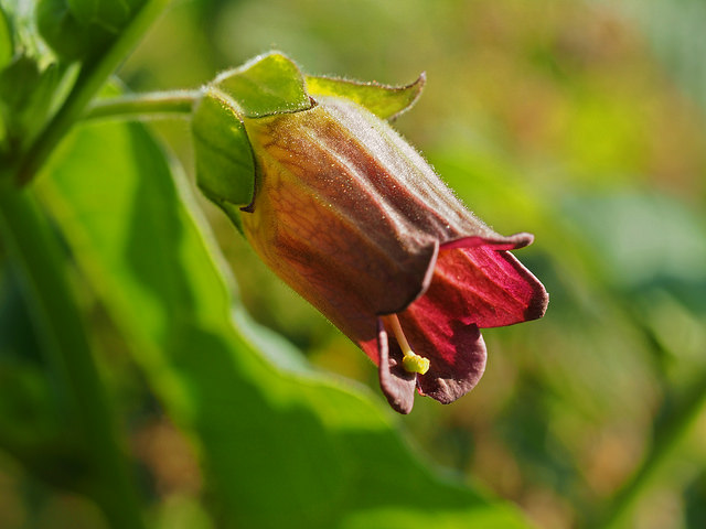 Deadly-Nightshade flower