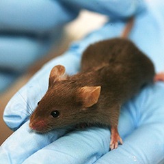 Low dose psychedelics increase neurogenesis, help mice unlearn fear