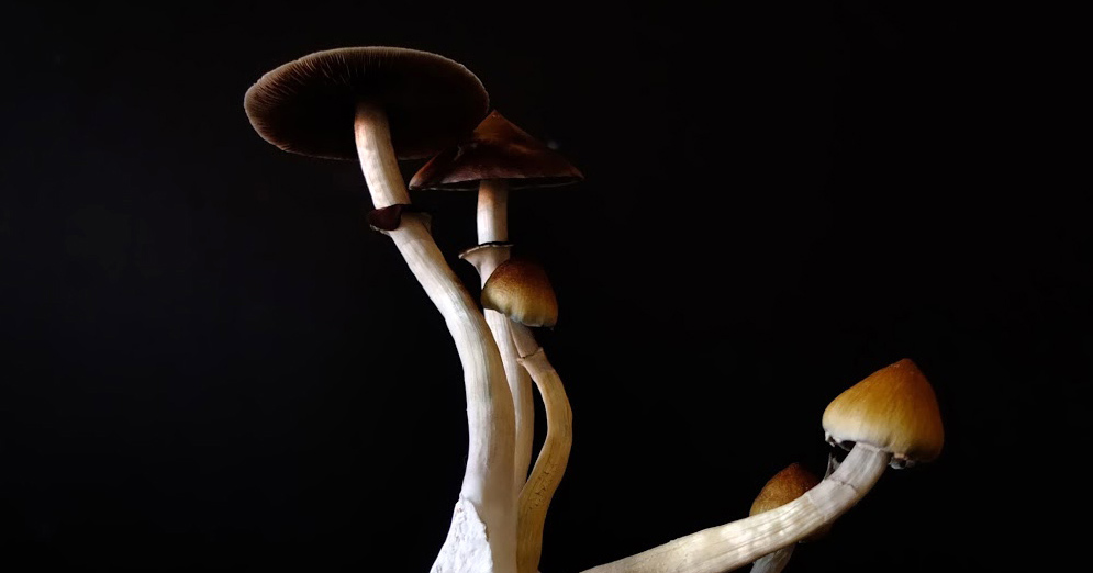 Psilocybin may help treat alcoholism, according to new study