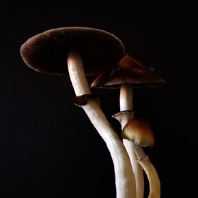 Psilocybin may help treat alcoholism, according to new study